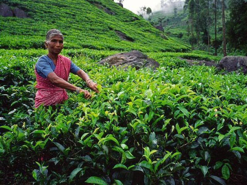 Exploring Kitulgala's Tea Plantations