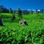 Exploring Kitulgala's Tea Plantations