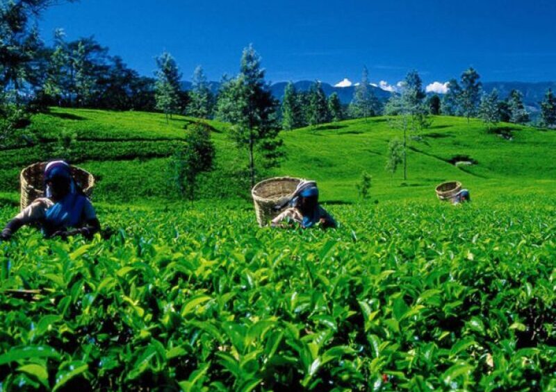 Exploring Kitulgala's Tea Plantations