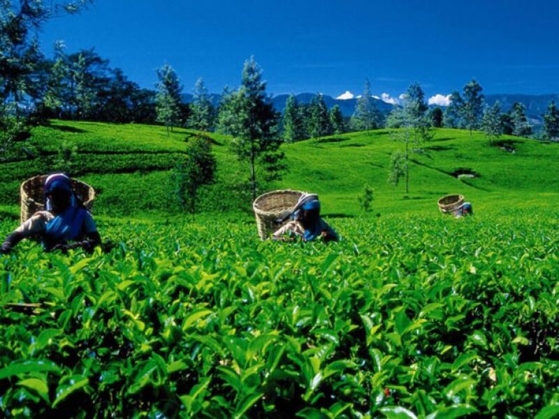 Exploring Kitulgala’s Tea Plantations: A Journey Through Sri Lanka’s Tea Country