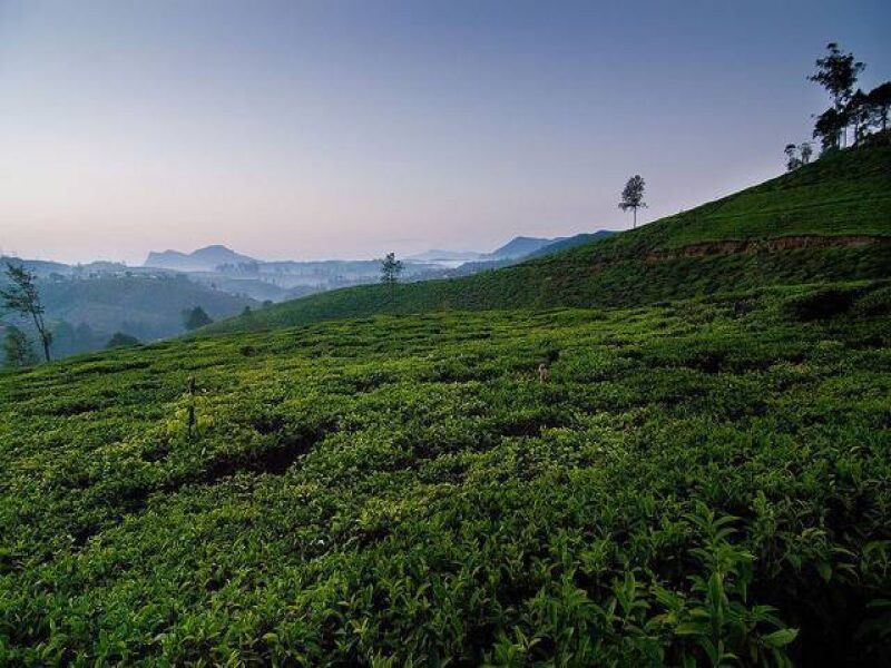 Exploring Kitulgala's Tea Plantations