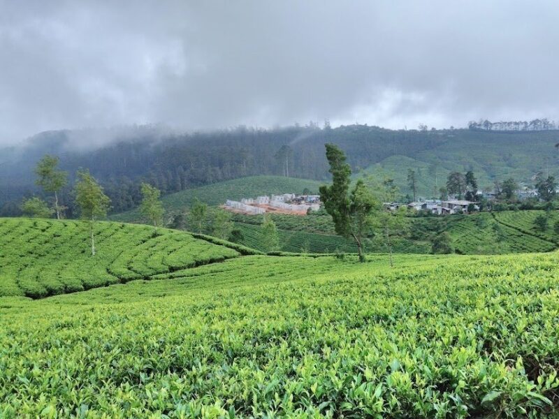 Exploring Kitulgala's Tea Plantations